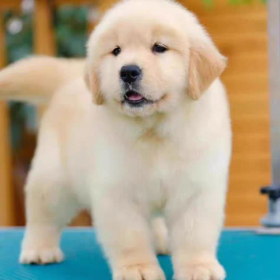 犬舍直销批发价格出售金毛巡回猎犬